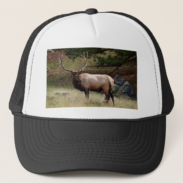 Casquette Elk dans le désert (Devant)