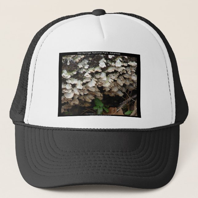 Casquette Hot Spings National Park, Arkansas Tree Fungus (Devant)
