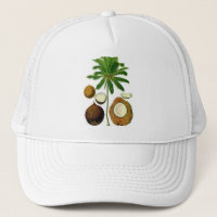 Illustration botanique d'arbre de noix de coco