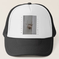 La conception complexe de l'arachnide