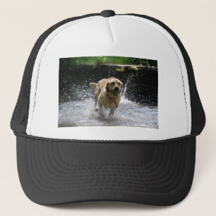 Casquette Labrador