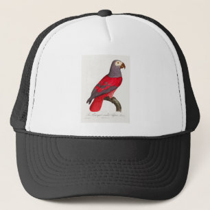 Casquette Le perroquet rouge gris, Psittacus erithacus