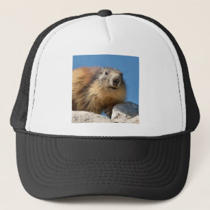 Casquette Marmotte alpine sur roche