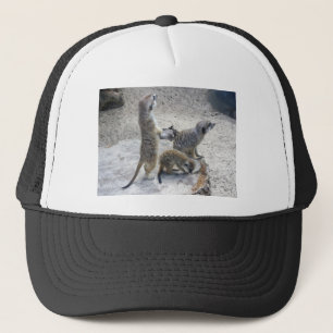 Casquette Meerkat