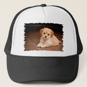 Casquette Mélange de caniche de bébé ou chiot maltais de