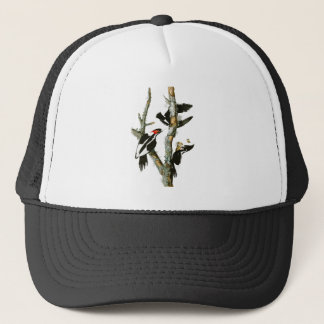 Casquette oiseaux Ivoire-affichés d'Audubon de pivert de