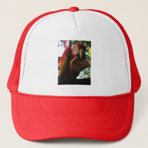 Casquette Parrot Macaw Scarlet Manger Toast