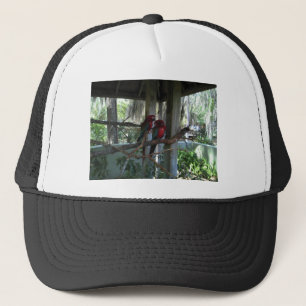 Casquette Perroquet
