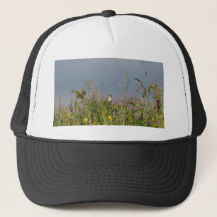 Casquette Petit colibri gras