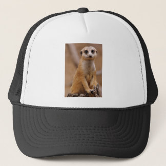 Casquette Pose de Meerkat