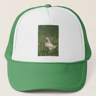 Casquette Poussin de bébé