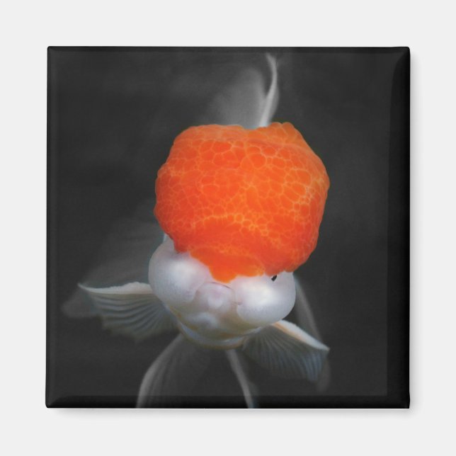 Casquette rouge Oranda Goldfish Magnet (Devant)