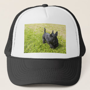 Casquette Scottish Terrier