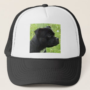 Casquette staffy.png