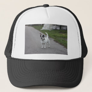 Casquette Terrier Dog looking Cute!