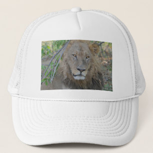 Casquette Vieux Lion Qui S'Étend.