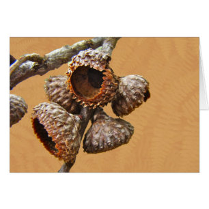 Casquettes de gland de chêne