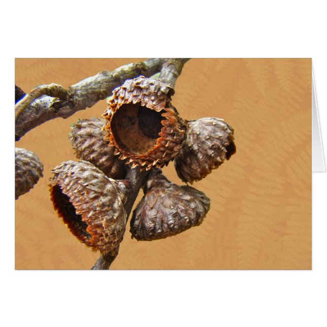 Casquettes de gland de chêne (Devant horizontal)