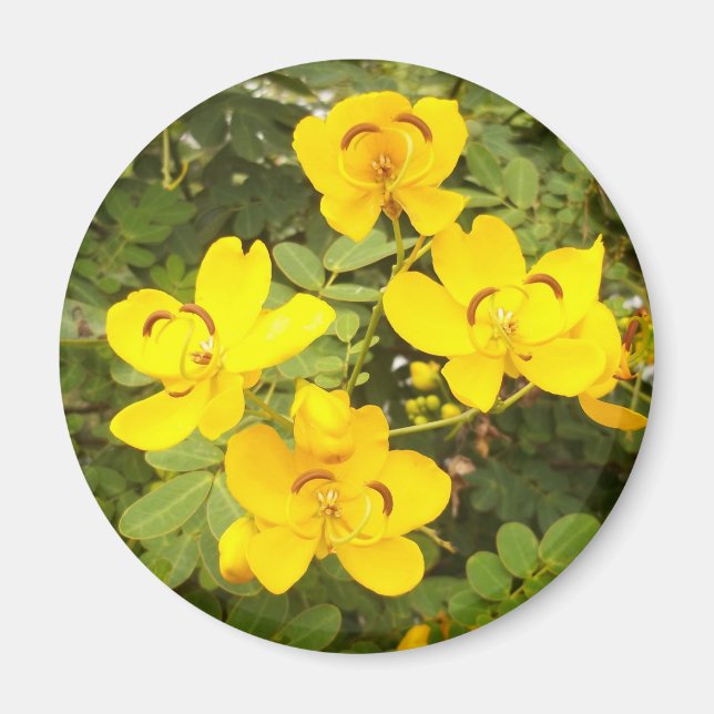 Cassia Flowers Photo Round Magnet (Front)