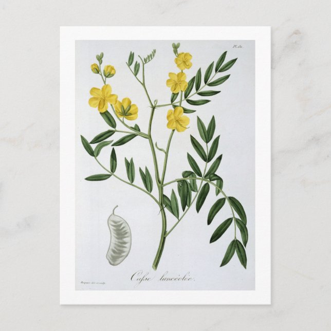 Cassia from 'Phytographie Medicale' by Joseph Roqu Postcard (Front)