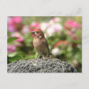 Cassin's Finch Postcard