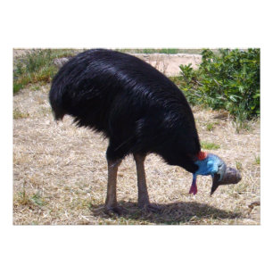 Cassowary Bird Bug Eliminator,  Photo Print