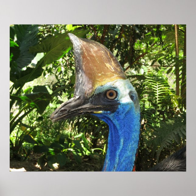 Cassowary Portrait Poster (Front)