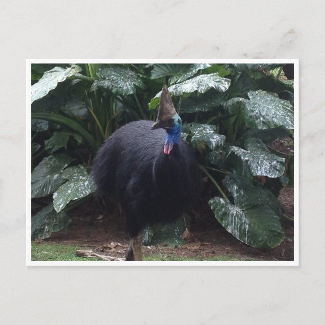 cassowary postcard (Front)