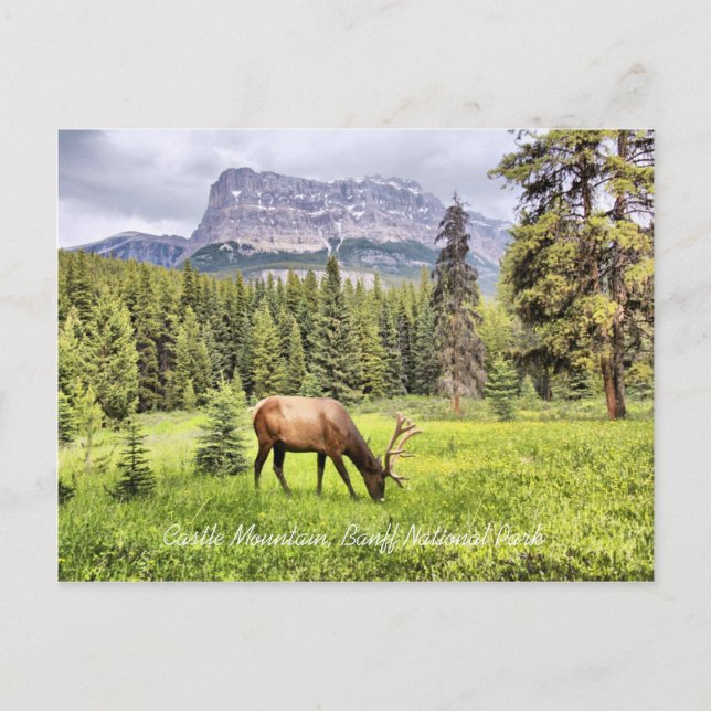 Castle Mountain Banff National Park Postcard (Front)