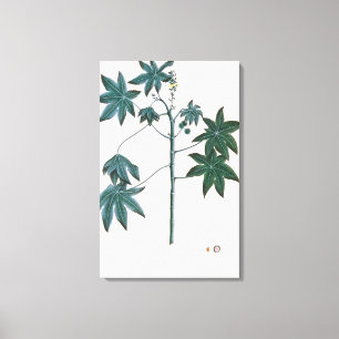 Castor oil plant, c.1801-4 canvas print