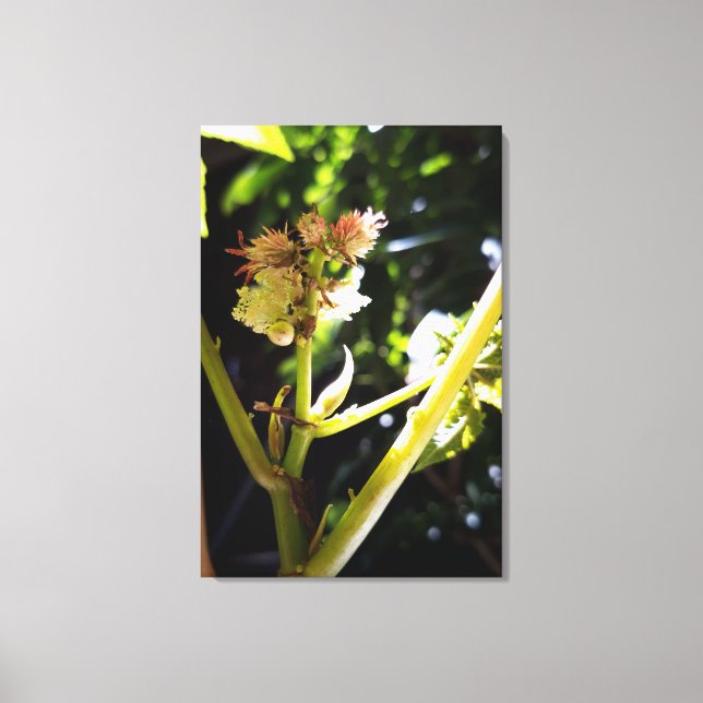 Castor tree flower , bloom canvas print (Front)