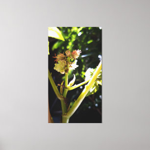 Castor tree flower , bloom canvas print