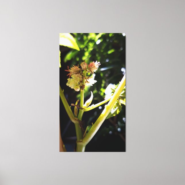 Castor tree flower , bloom canvas print (Front)