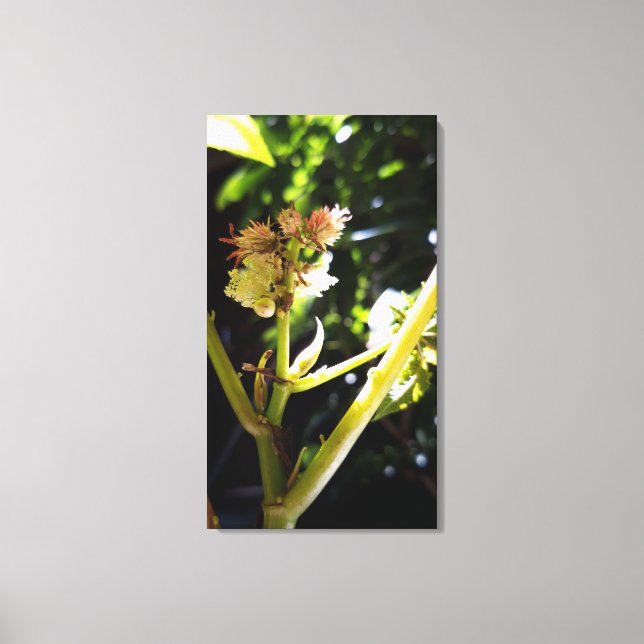 Castor tree flower , bloom canvas print (Front)