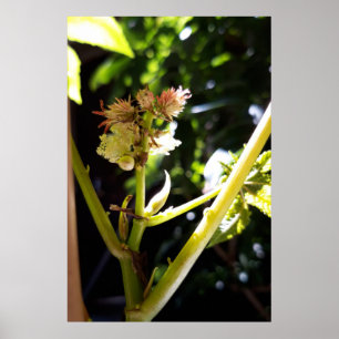 Castor tree flower , bloom poster
