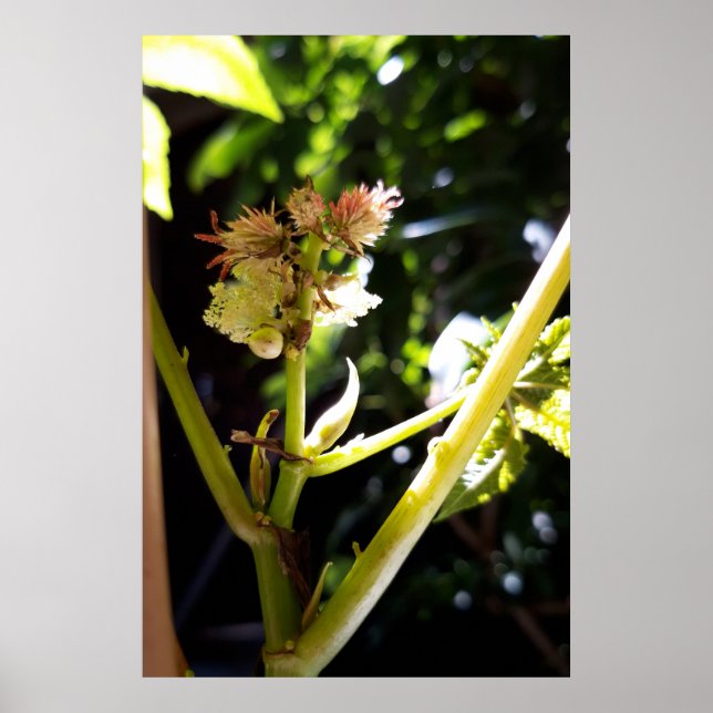 Castor tree flower , bloom poster (Front)