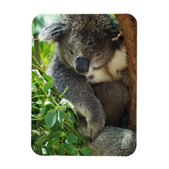 Casual Koala Flexible Magnet (Vertical)