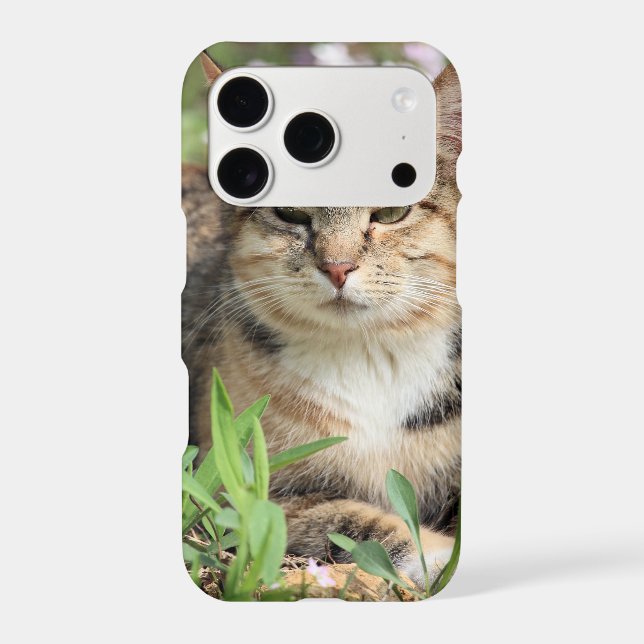 Cat (Back)