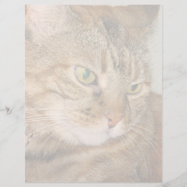 Cat (Front)