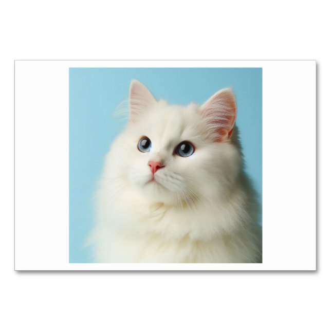Cat (猫 / māo) - Carte Flash Chinoise (Devant)