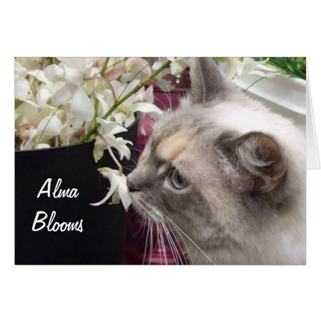 Cat 1 (Front Horizontal)