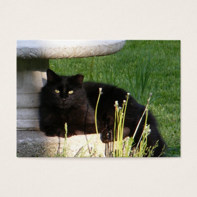Cat 120 ~ ATC (Devant)