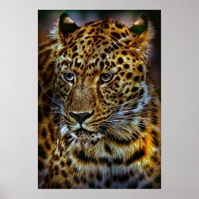 cat-301154 WILD BIG CAT LEOPARD ANIMAL PHOTOGRAPHY Poster (Front)