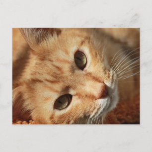 cat-636172 ORANGE TOMCAT CAT PETS PHOTOGRAPHY BACK Postcard
