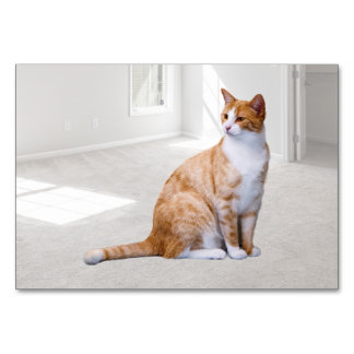 Cat ABA Tact Labelling Flashcard | Picture Card