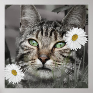 Cat Among Daisies Poster Print