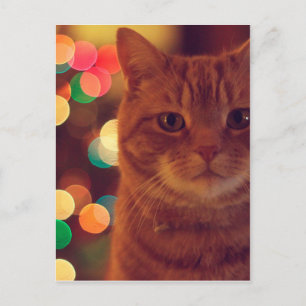 Cat and Christmas lights Postcard