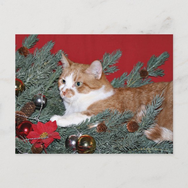 Cat and Christmas tree Holiday Postcard (Front)