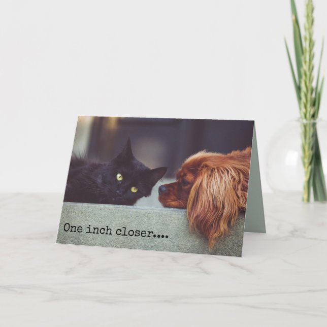 Cat and Dog All Occasion Ignore You Card (Front)
