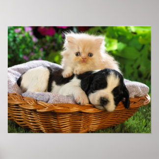 Cat and dog poster